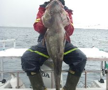 great-21.2kg-cod-for-ashley