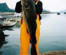 21kg-summer-cod